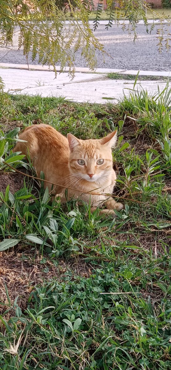 SalvemosABenito's tweet photo. NOS PIDEN APOYO PARA DIFUNDIR 😿🙏

Este es Diego, es un gatito de un fraccionamiento en Puebla que tiene días desaparecido. 

Hace un mes unos vecinos malvados le habían fracturado su patita trasera pero esta vez no les bastó con eso y ahora lo desaparecieron. Su dueña ya fue al refugio más cercano y no lo tienen. Si lo mataron, lo dejaron en algún lugar o algo, necesitan saber para ir a buscarlo.  Desde el sábado pasado el gatito Diego está desaparecido. 

Los vecinos malvados ya han atentado contra varios gatitos comunitarios, y no conformes, también han atacado con piedras, palos e insultos, a vecinos que noblemente alimentan gatitos comunitarios y la autoridad no hace nada.  Ya hay una denuncia en @FiscaliaPuebla por esto pero no avanza.

También @IBAGobPue no ha hecho nada para dar respuestas por el maltrato a los gatitos y por el caso del gatito Diego.

Se pide apoyo para que las autoridades intervengan con estas gentes desquiciadas y así detengan el maltrato y matanza de estos gatitos comunitarios, así como también ponerles un alto para que dejen de poner  en riesgo la integridad de los vecinos del lugar.

Por favor ayuden a compartir para que @armentapuebla_ @pepechedrauimx intervengan en esto. Se anexan evidencias.

¿Dónde está el gatito Diego?