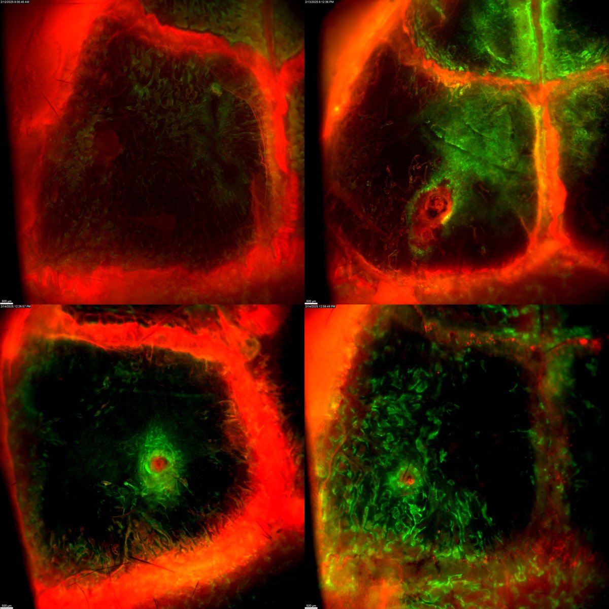 Started dabbling in defects.. 🔴🟢🌕