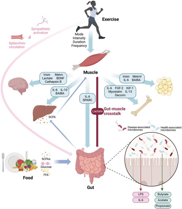Daniel J Drucker (@danieljdrucker) on Twitter photo A greater understanding of how #exercise interacts with the GI tract and the #microbiome may enable targeted therapeutic strategies to be developed for individuals and populations at risk for a variety of GI diseases gastrojournal.org/article/S0016-… <a href="/AGA_Gastro/">Gastroenterology</a> A greater understanding of how #exercise interacts with the GI tract and the #microbiome may enable targeted therapeutic strategies to be developed for individuals and populations at risk for a variety of GI diseases gastrojournal.org/article/S0016-… <a href="/AGA_Gastro/">Gastroenterology</a>