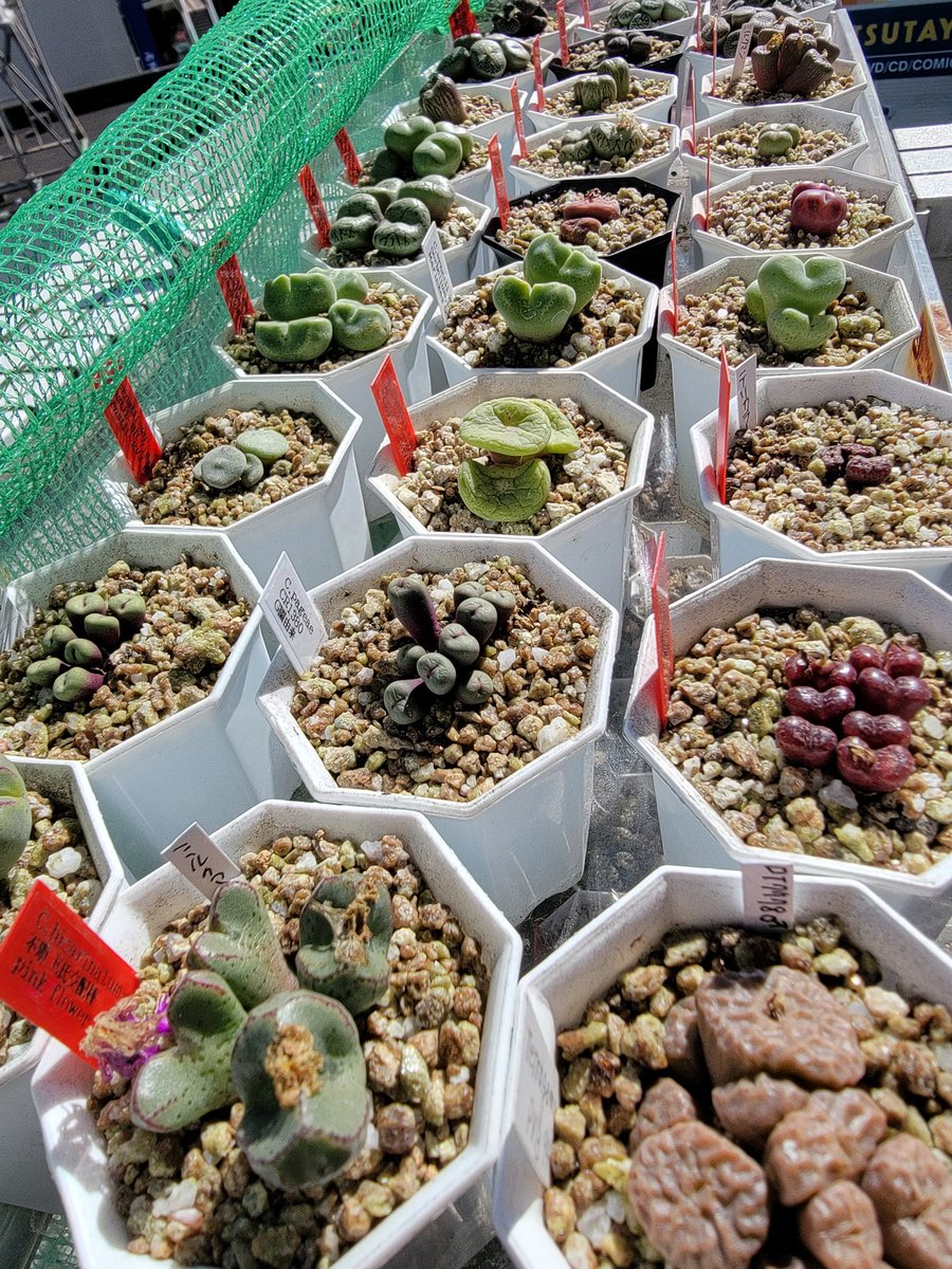 NPO法人日本多肉植物の会🌟
多肉植物展示会のご案内です_(._.)_
場所：大船フラワーセンター温室
日時：2月23日（日）、24日（月）
9時30分~15時30分
私は展示用に大量のコノフィツムを持ってきます( ･ω･)
ご来場お待ちしております_(._.)_
┃˙꒳​˙)拡散してくれたら嬉しいです✨