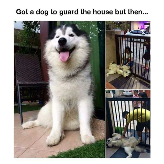 VertigoWarrior's tweet photo. 9. Guarding the house against sadness https://t.co/MECWZdGrLA