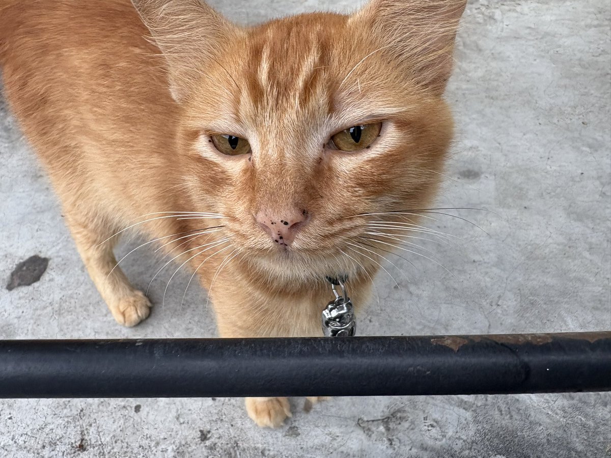 xiaomei___19's tweet photo. 管理にゃんさんは朝ごはん中でした。
#ねこかわいいね
#マレーシアねこ
#bukitgasing https://t.co/pZboouWqxy