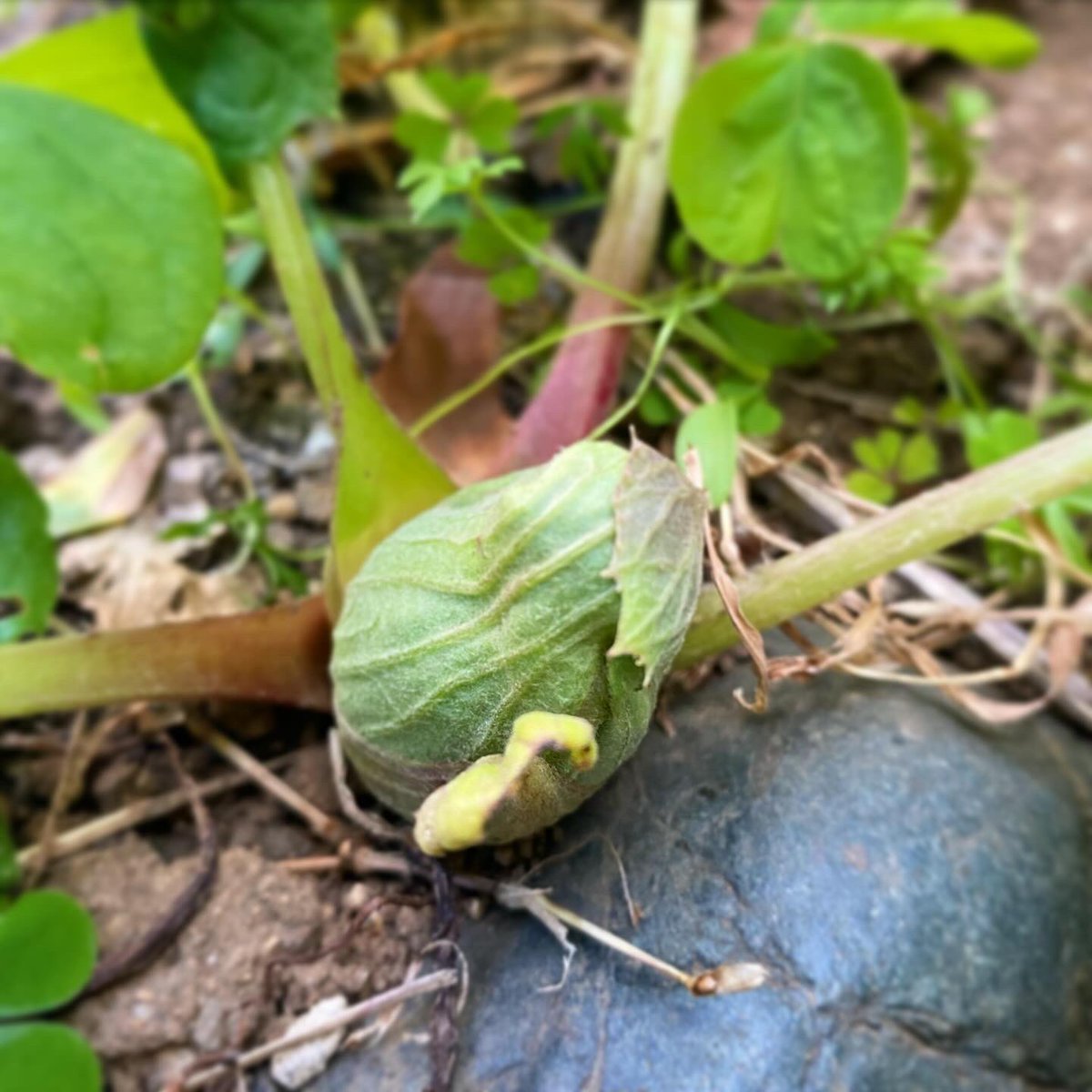 paisley3017's tweet photo. Today’s plant : #butterbur #truth #company #love #tasteofspring #wildspringvegetables #inmygarden
今年も蕗のとうの季節到来。毎日見廻りしないとあっという間に育っちゃいます。 https://t.co/kORu9PJtvJ