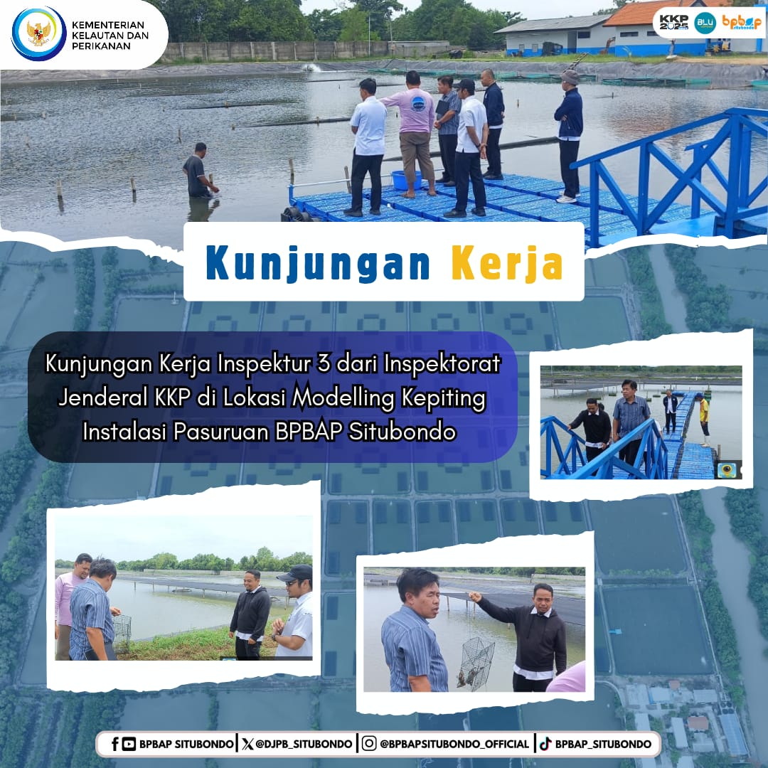 DJPB_SITUBONDO's tweet photo. Kunjungan Kerja Inspektur 3 dari Inspektorat Jenderal KKP di Modelling Kepiting Instalasi Pasuruan BPBAP Situbondo

@ITJEN_KKP
@BudidayaKKP
@kkpgoid
@HandoyoBoyun
#PanganBiru #2025KKPRiseTogether #EkonomiBiruUntukIndonesiaEmas #SaktiWahyuTrenggono #KKPGOID https://t.co/RYot2hRwMb