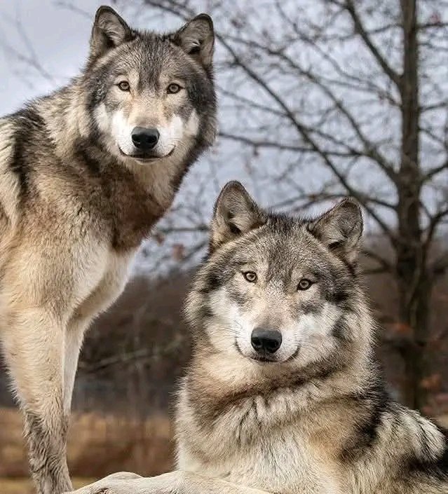 wolflovers__'s tweet photo. 𝐖𝐞 𝐧𝐞𝐞𝐝 𝟏,𝟎𝟎𝟎 𝐡𝐞𝐥𝐥𝐨'𝐬 𝐟𝐫𝐨𝐦 𝐖𝐨𝐥𝐯𝐞𝐬 𝐋𝐨𝐯𝐞𝐫𝐬.❤️🐺❤️ https://t.co/THcq9N1FZB