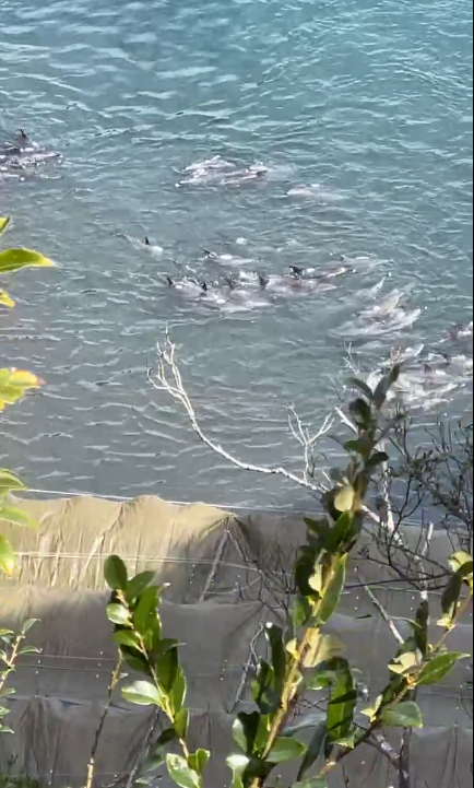minpin78's tweet image. #TaijiCoveJAPAN🔴: Hunters &amp;amp; Researchers (here again!) have been tagging the #Dolphins under the tarps &amp;amp; marking them with #WhitePaint, indicating they've been seen, if Hunters find them again🐬🐬Looks like impending release now b/c of research visitors.. facebook.com/kunito.seko.9/…