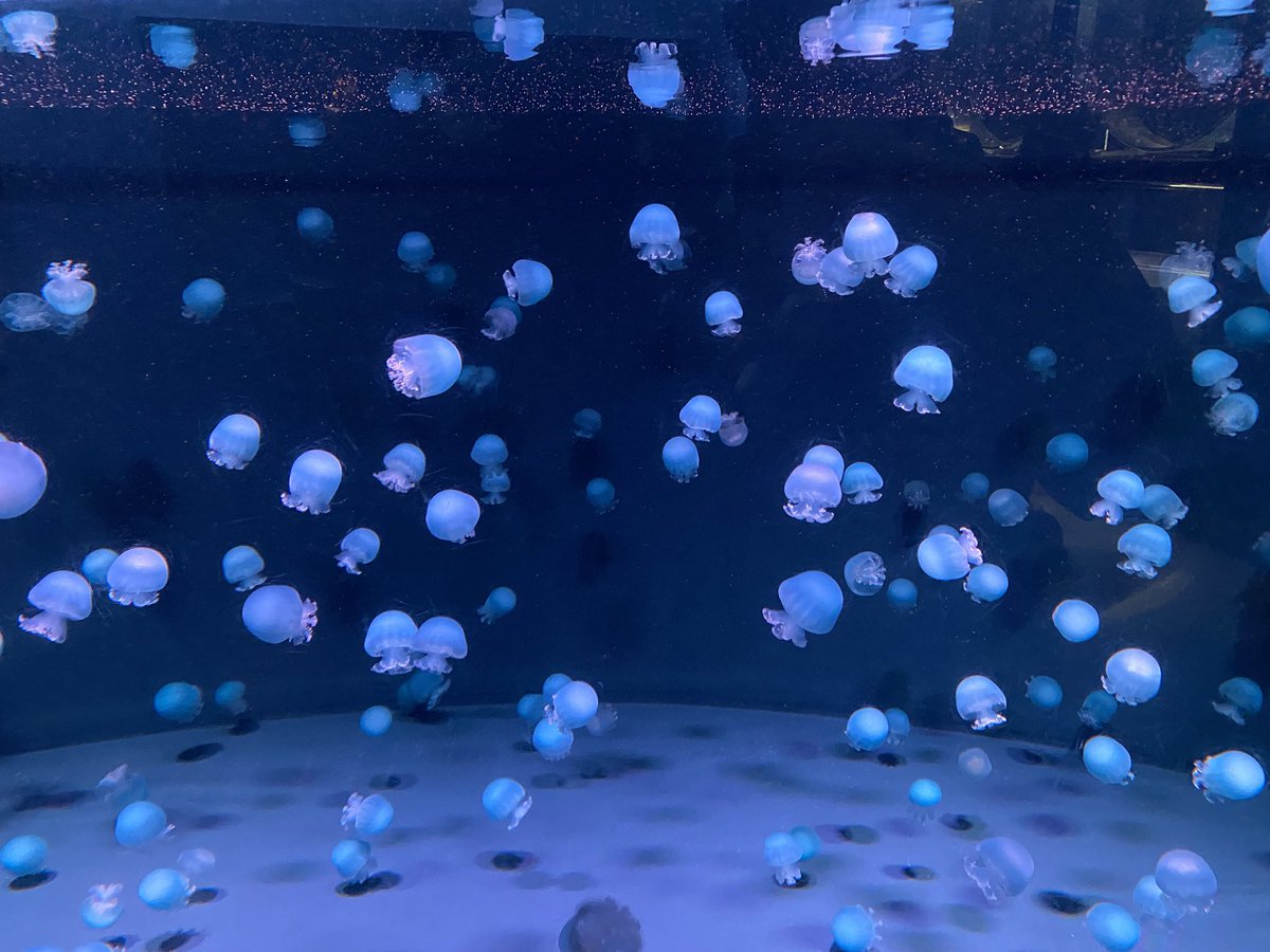 京都水族館
クラゲの展示がとても良い