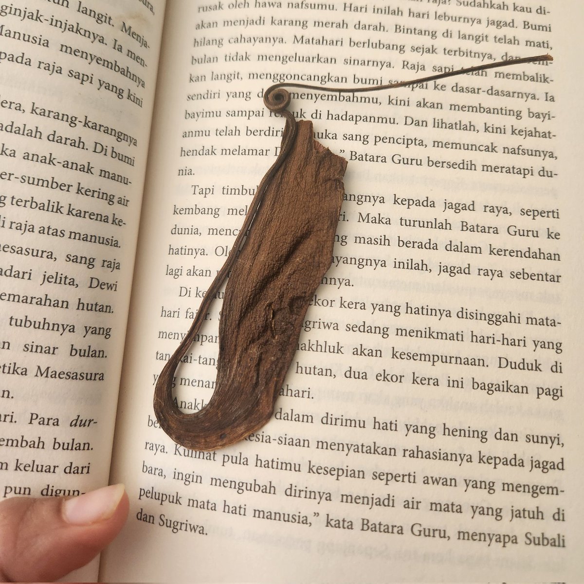 indeonisia's tweet photo. Menemukan harta terlupakan. Ini kantong semar yang saya petik di salah satu kebun milik masyarakat di daerah Krayan, Nunukan, Kalimantan Utara. 
Waktu itu saya diminta minum air yg ada di kantong semar ini. Katanya bisa mengatasi beser (entah benar atau tidak) https://t.co/8hgqFdpWv5