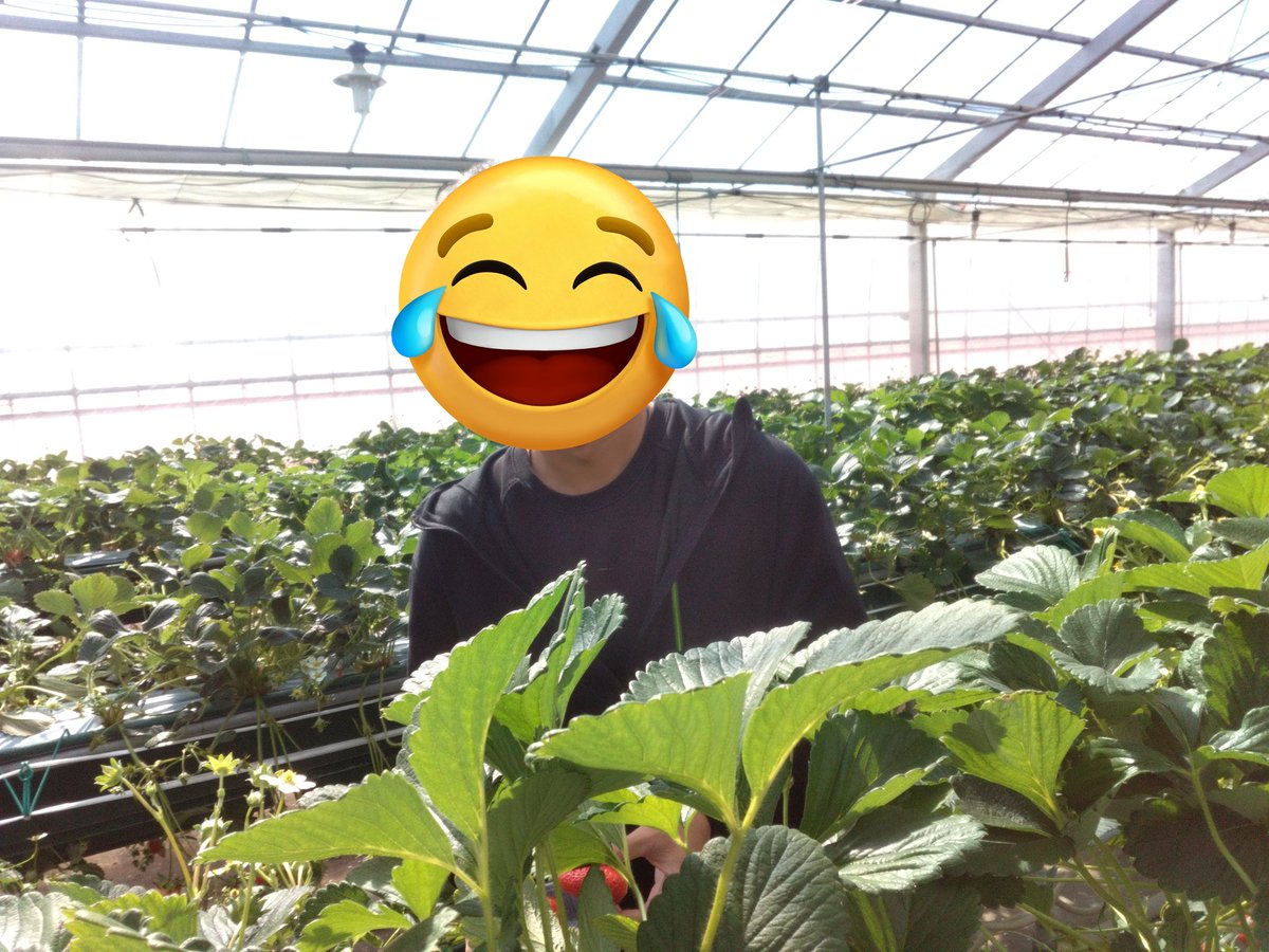 KoKoColor2 tweet picture