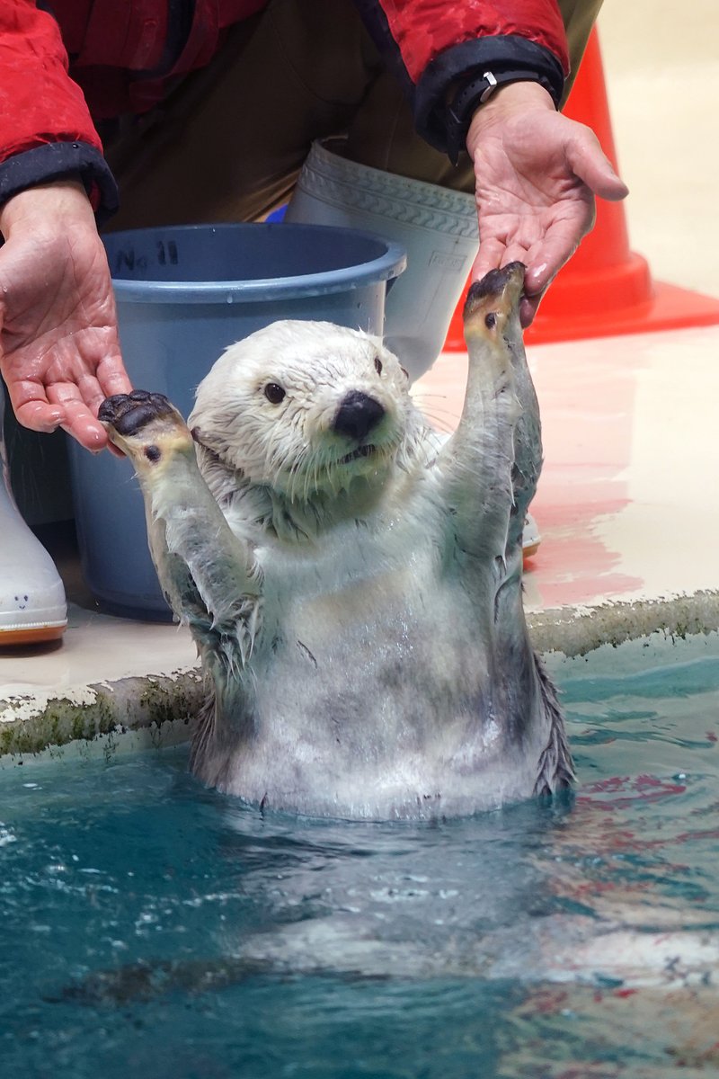 ごめんなさい。ラッコ前で朝からずっと前列独り占めしてる人がいるな
