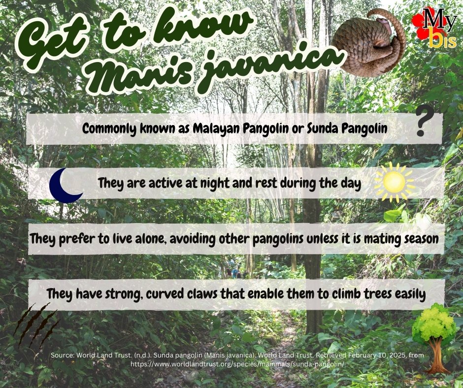 mybisgovmy's tweet photo. Manis javanica or commonly known as Malayan pangolin is categorized as Critically Endangered by the IUCN Red List due to poaching and smuggling activities for its scales.

https://t.co/cOMQDkIDho
#Pangolin #scales #MyBIS