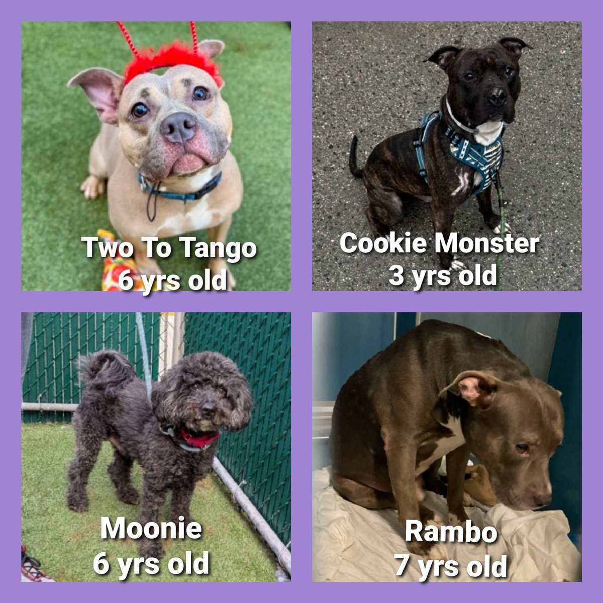 CharBolen's tweet photo. #NYCACC ⚠️3 DOGS ON KILL COMMAND 💔⚠️ 
COOKIE MONSTER RECLAIMED BY OWNER ⚠️
TWO TO TANGO, MOONIE AND RAMBO ARE IN
GREAT DANGER OF BEING KILLED AT ANY TIME ⚠️ 
DESPERATELY NEED FOSTERS AND RESCUES ⚠️ 
YOU CAN ADOPT THESE BEAUTIFUL DOGS ⚠️ 
#Adopt
#Foster
#Pledge4Rescue 
HELP 😭💔 https://t.co/0HIoK4OVaD