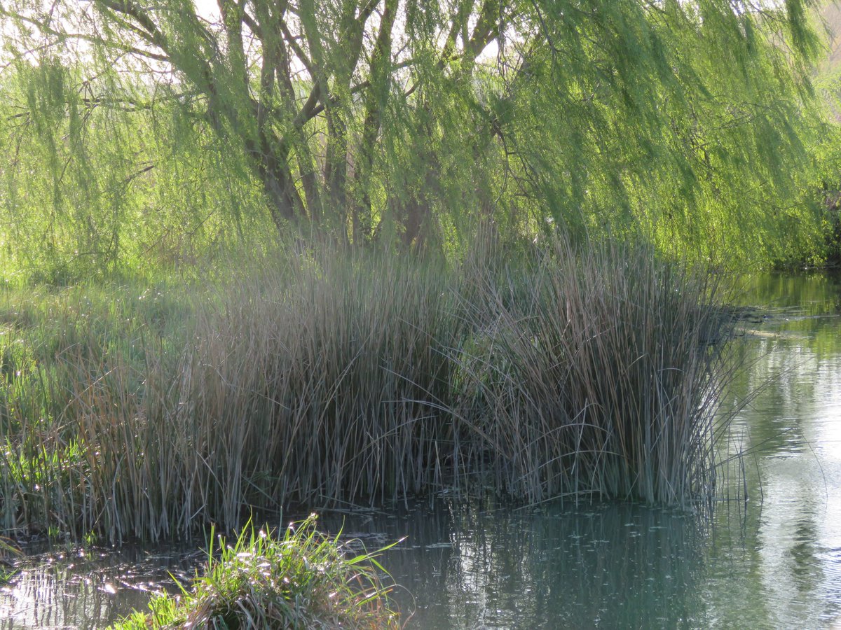 📷 El Humedal Paicaví desde el Puente Los Coipos (hacia el poniente)

🌾Los #juncos son vitales para la salud y equilibrio del humedal ya que en su metabolismo purifican sus aguas al absorber contaminantes como nitratos y fosfatos 
☝🤓

#humedales #concepción #biobío