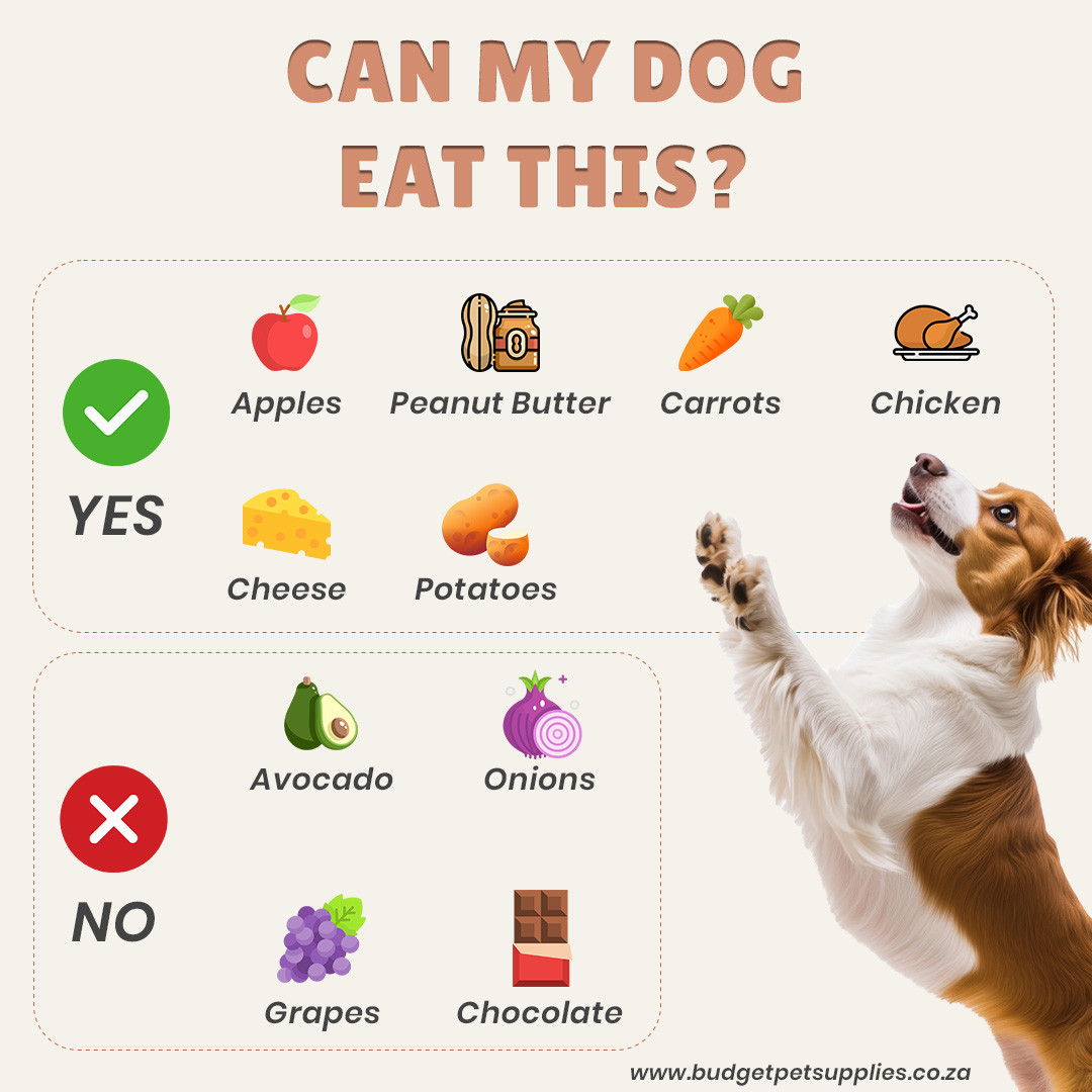 Pet_Supplies_za's tweet image. 🐶🍏 &quot;Can My Dog Eat This?&quot; 🍗🥕

✅ Yes: Apples, Peanut Butter, Carrots, Chicken, Cheese, Potatoes

❌ No: Avocado, Onions, Grapes, Chocolate
Always double-check before sharing your food with your furry friend! 🐾❤️

#DogHealth #SafeForDogs  #HealthyPets #DogFriendlyFoods