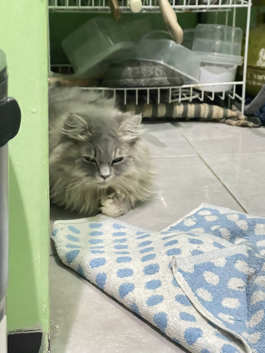 cedang memikilkan enaknya mau berbuat apa ya hali inii😼