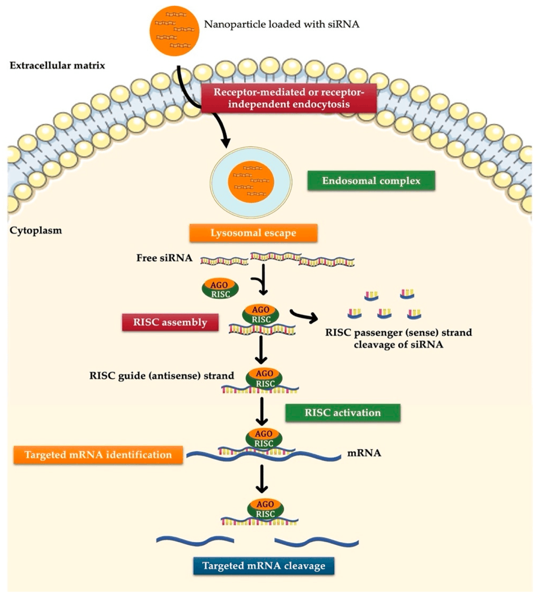 🤩 Check out #review: Dual Approaches in Oncology: The Promise of siRNA and Chemotherapy Combinations in Cancer Therapies #siRNA #Chemotherapy
<a href="/MDPIOpenAccess/">MDPI</a>
<a href="/MdpiOnco/">Onco_MDPI</a>
📷 Authors:  Carolina Sousa and Mafalda Videira 
👉mdpi.com/2673-7523/5/1/2