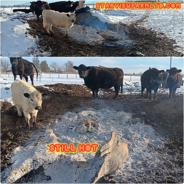 StarViewCrypto's tweet image. Some photos of the cattle enjoying the burning logs. And some momma cows with their calves.
StarViewFarmLtd.com
#StarViewFarmLimited #StarViewFarmLtd #StarViewFarm #StarViewFarms #StarViewGenetics