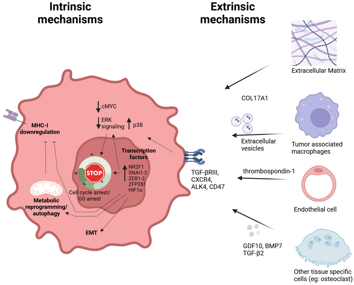 🤩 Check out #review: Dormant Tumor Cells: Current Opportunities and Challenges in Clinical Practice #dormancy #disseminatedtumorcells
<a href="/MDPIOpenAccess/">MDPI</a> <a href="/MdpiOnco/">Onco_MDPI</a>  
👏 Authors: Emma Boydell, Maxime Borgeaud and Petros Tsantoulis
👉 mdpi.com/2673-7523/5/1/3