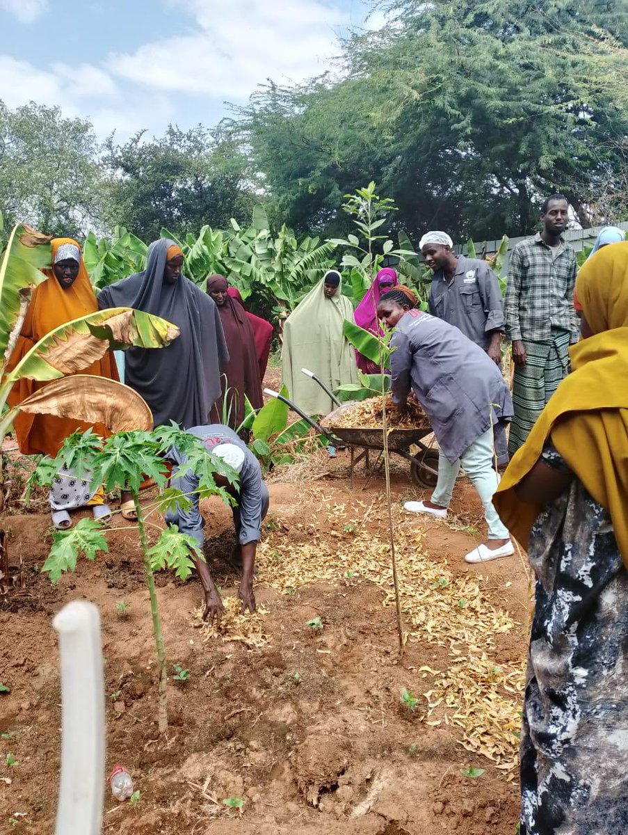 The first-ever pioneering &amp; innovative insect farming project in #DadaabMuniciplaity - transforming lives &amp; bringing together refugees &amp; host communities. A model for sustainable livelihoods &amp; food security turning organic waste into animal &amp; poultry feed &amp; fertilizer.