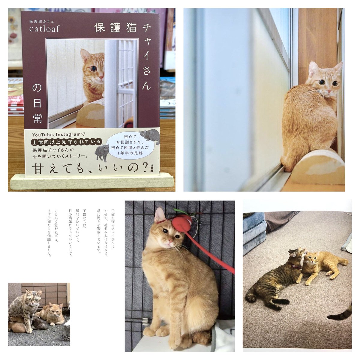 にゃんこパンチ⭐︎家庭保育園　教材 にゃんこパンチ⭐︎家庭保育園 教材 000000012550_pgo9Pib.jpg