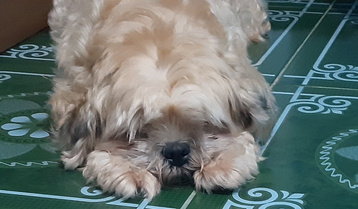 Lil potato