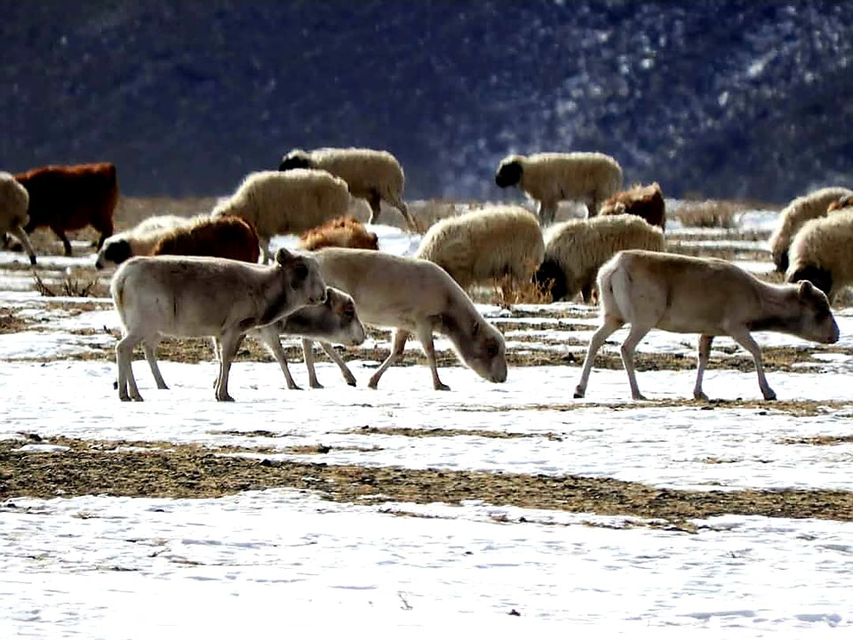 Дэлхийд ховор бөхөнгийн сүрэг хонин сүрэгтэй ижилсэн бэлчиж буй ховорхон зураглалыг бөхөн хамгаалагч М. Догсом буулгажээ.
#WWFMongolia #ASER