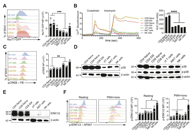 LabWaggoner's tweet photo. Innateness transcriptome gradients characterize mouse T lymphocyte populations @J_Immunol @MkronenbergLJI https://t.co/N2tSRrfkTS https://t.co/0ZbWn4FhXz