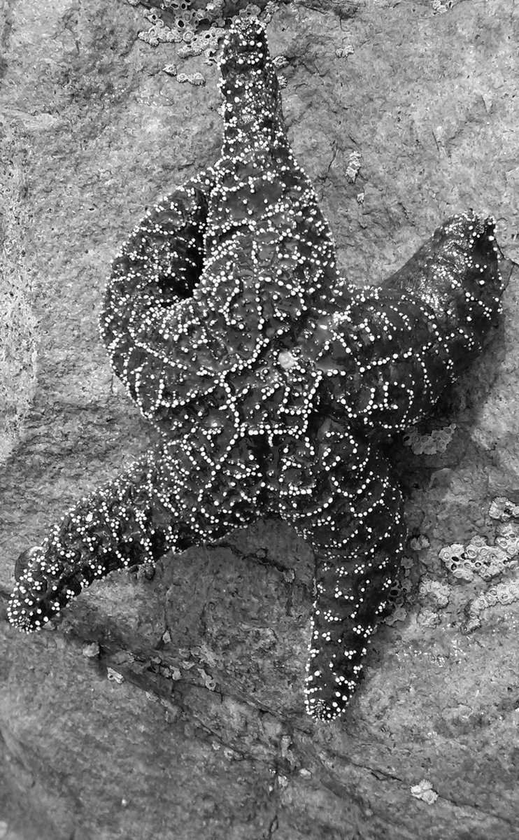 Framworksstudio's tweet photo. A starfish writes its constellation 🌟 Nature's poetry in black and white ✨ 📸: @frameworkstudios #TidepoolTreasures #MarineLife #BlackAndWhitePhotography #OceanArt #StarfishMagic #CoastalFinds #NaturalPatterns #SeaLife 🌊⭐ https://t.co/F5sRAa7ibI