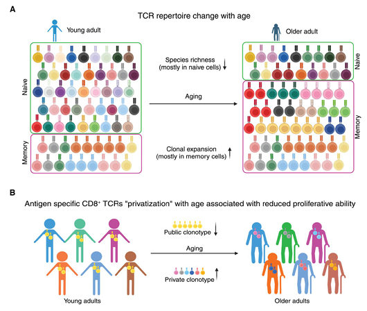 Waggoner Lab (@labwaggoner) on Twitter photo General and individualized changes in T cell immunity during aging <a href="/J_Immunol/">The Journal of Immunology</a>
doi.org/10.1093/jimmun… General and individualized changes in T cell immunity during aging <a href="/J_Immunol/">The Journal of Immunology</a>
doi.org/10.1093/jimmun…