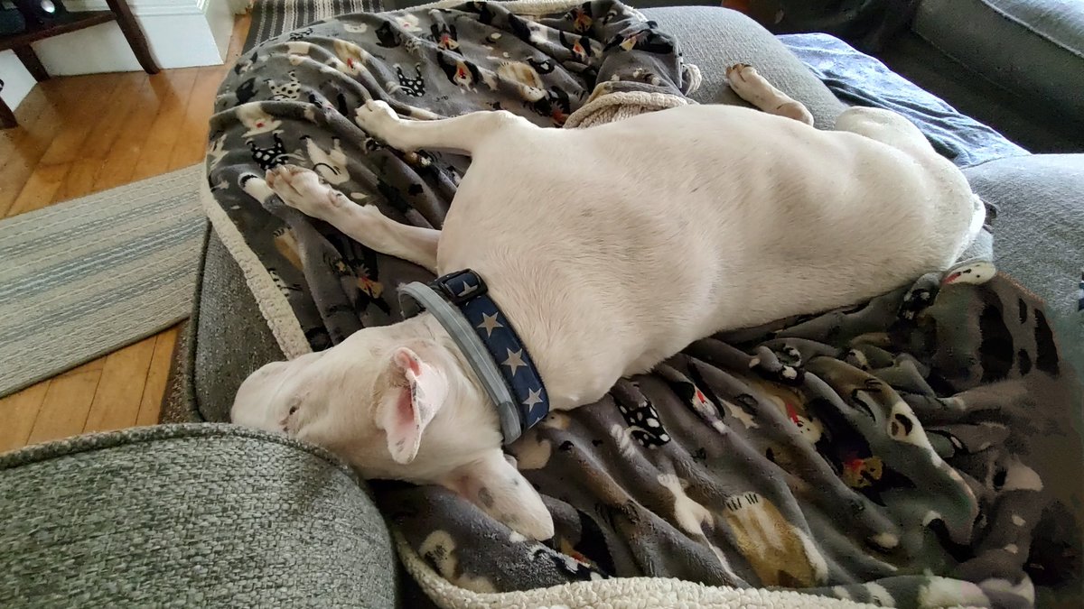 Spike The Rescue Pup & Rex The TV Terrier ®🌈🐾 tweet media