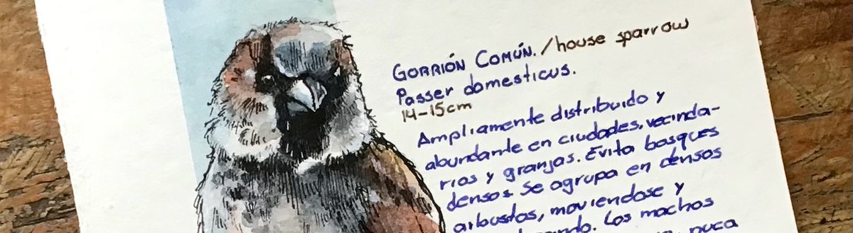 Ose_jj's tweet photo. https://t.co/zWtzy5yIds

#illustration #traditionalart #sketchbook #ink #watercolor #sketchdaily #bestbird #journaling #wildlife 
#fountainpen #birdslovers #fountainpensketch #best_birds_of_ig #birds #watercolor #nahvalur #nahvalurpens #expedition #sparrow #house #gorrion https://t.co/TQte0RF67Y
