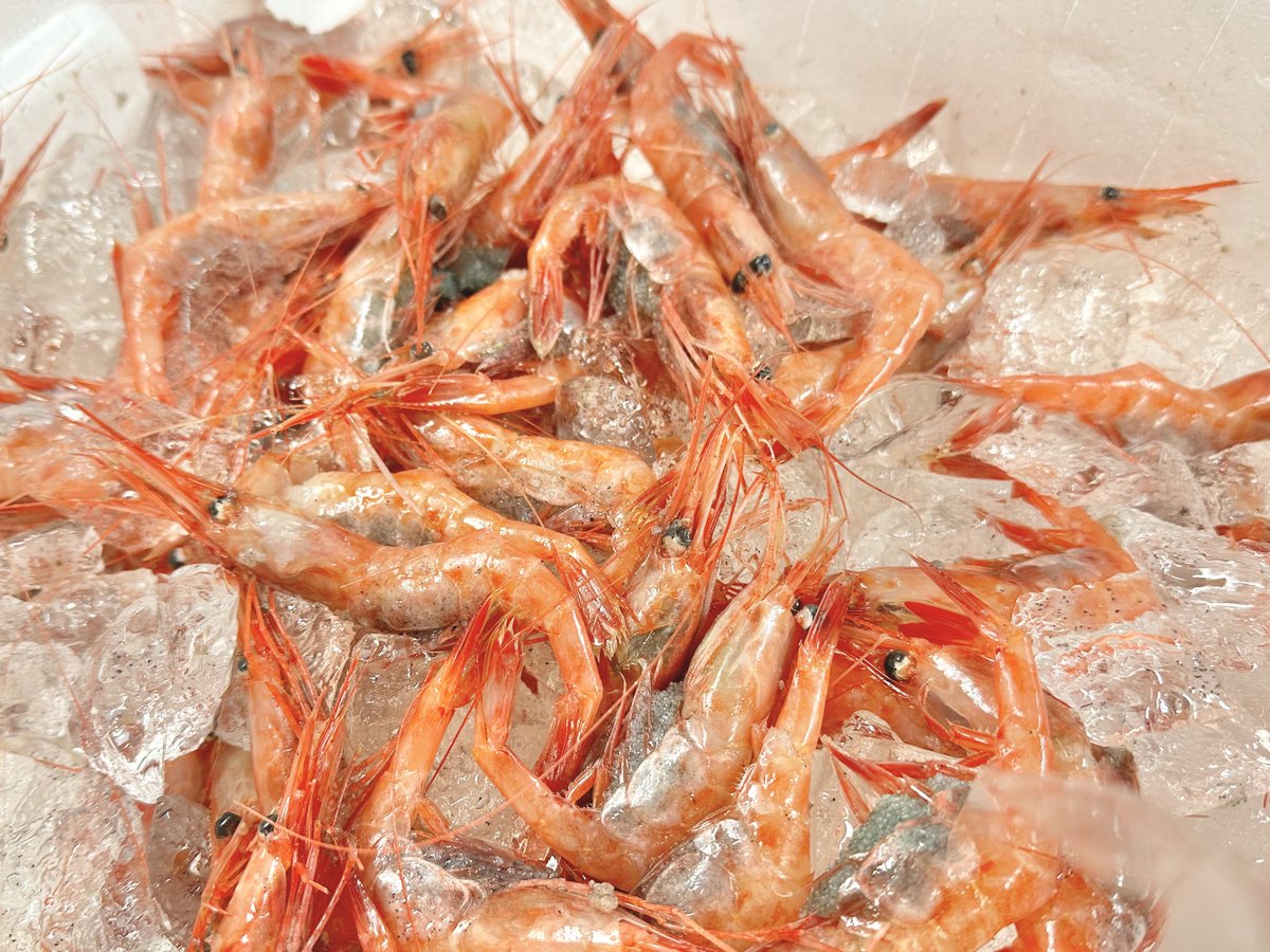 chunbi_mu's tweet photo. 朝届きたての甘エビがキラキラすぎる🦐✨新鮮な海の幸は宝物のようにひとつひとつが輝いて、芸術のよう😳こうした生き物の儚い美しさを楽しめ、さらに味わえるのは富山民の特権です😌
ぜひ春も富山県に遊びに来てください🐟✨ https://t.co/PnLeZxOqzZ