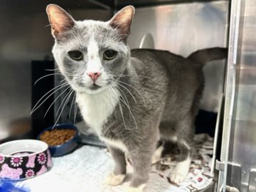 Poor grandpa "Iggy" is down to the crunch
&amp; needs our help a very big bunch!
Only pledges will free him from this hell
which NYC ACC is we all can tell!
Please pledge &amp; share 
here there &amp; everywhere! 🙏
LAST CALL!
nycacc.app/#/browse/220072