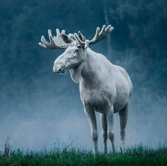The moose is a beautiful, alien creature. A remnant of Hyperborea. A truly magical life form. Get moosed.