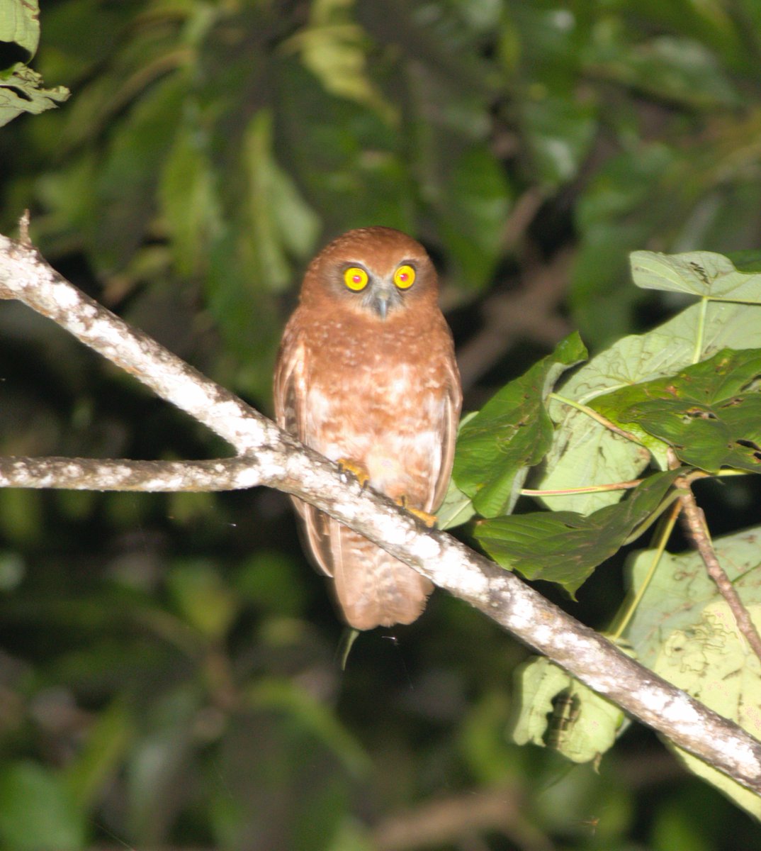 gregrobertsqld's tweet image. #christmasisland boobook -  confined to tiny Australian remote Indian Ocean territory sunshinecoastbirds.blogspot.com/2025/02/christ… #birtds #birding #birdphotography