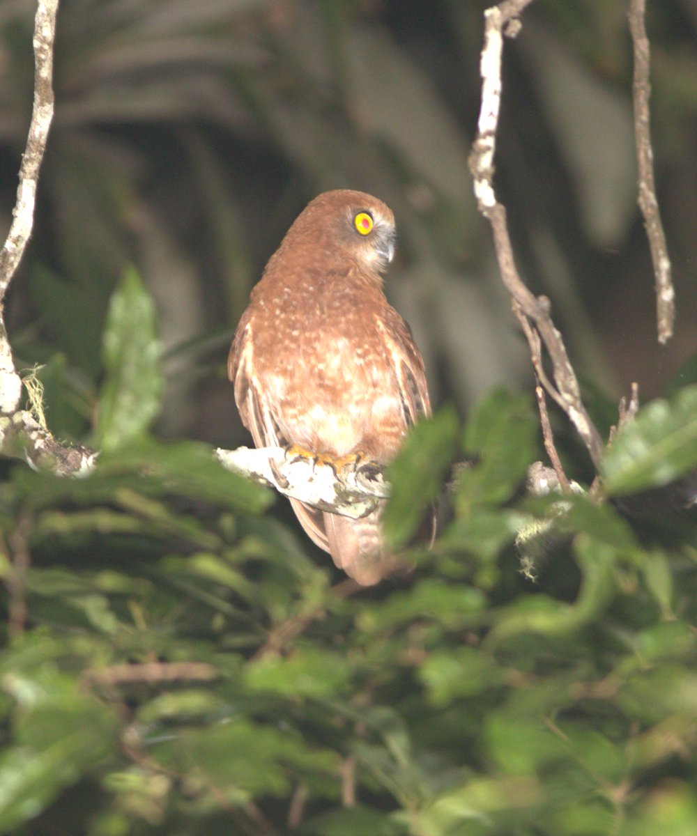 gregrobertsqld's tweet image. #christmasisland boobook -  confined to tiny Australian remote Indian Ocean territory sunshinecoastbirds.blogspot.com/2025/02/christ… #birtds #birding #birdphotography