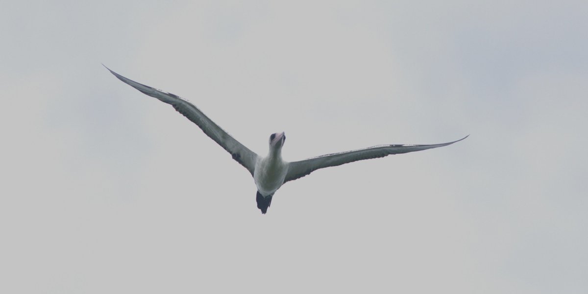 gregrobertsqld's tweet image. Great #seabirds on #ChristmasIsland Indian Ocean Aust territory #birdphotography #birds #wildoz sunshinecoastbirds.blogspot.com/2025/02/christ…