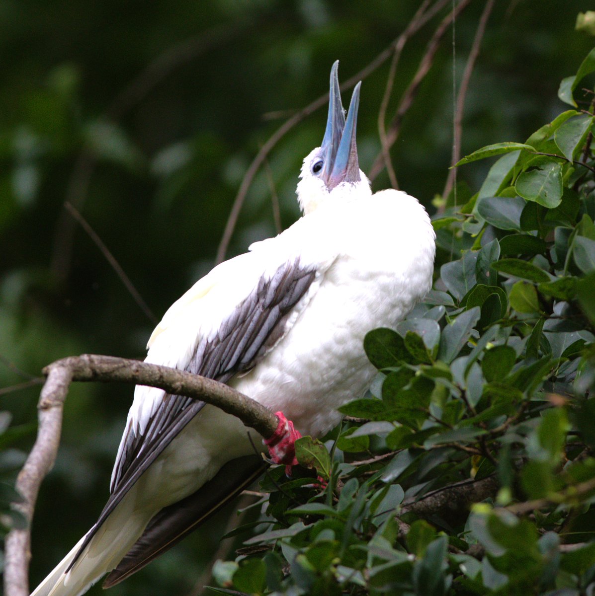 gregrobertsqld's tweet image. Great #seabirds on #ChristmasIsland Indian Ocean Aust territory #birdphotography #birds #wildoz sunshinecoastbirds.blogspot.com/2025/02/christ…
