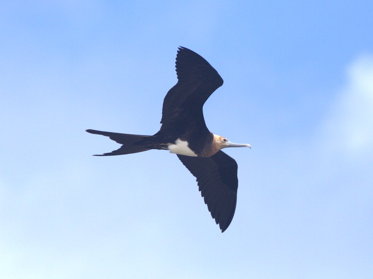 gregrobertsqld's tweet image. Great #seabirds on #ChristmasIsland Indian Ocean Aust territory #birdphotography #birds #wildoz sunshinecoastbirds.blogspot.com/2025/02/christ…