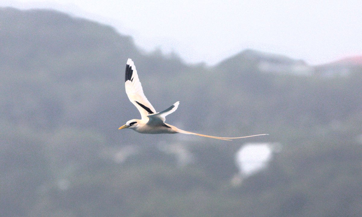 gregrobertsqld's tweet image. Great #seabirds on #ChristmasIsland Indian Ocean Aust territory #birdphotography #birds #wildoz sunshinecoastbirds.blogspot.com/2025/02/christ…