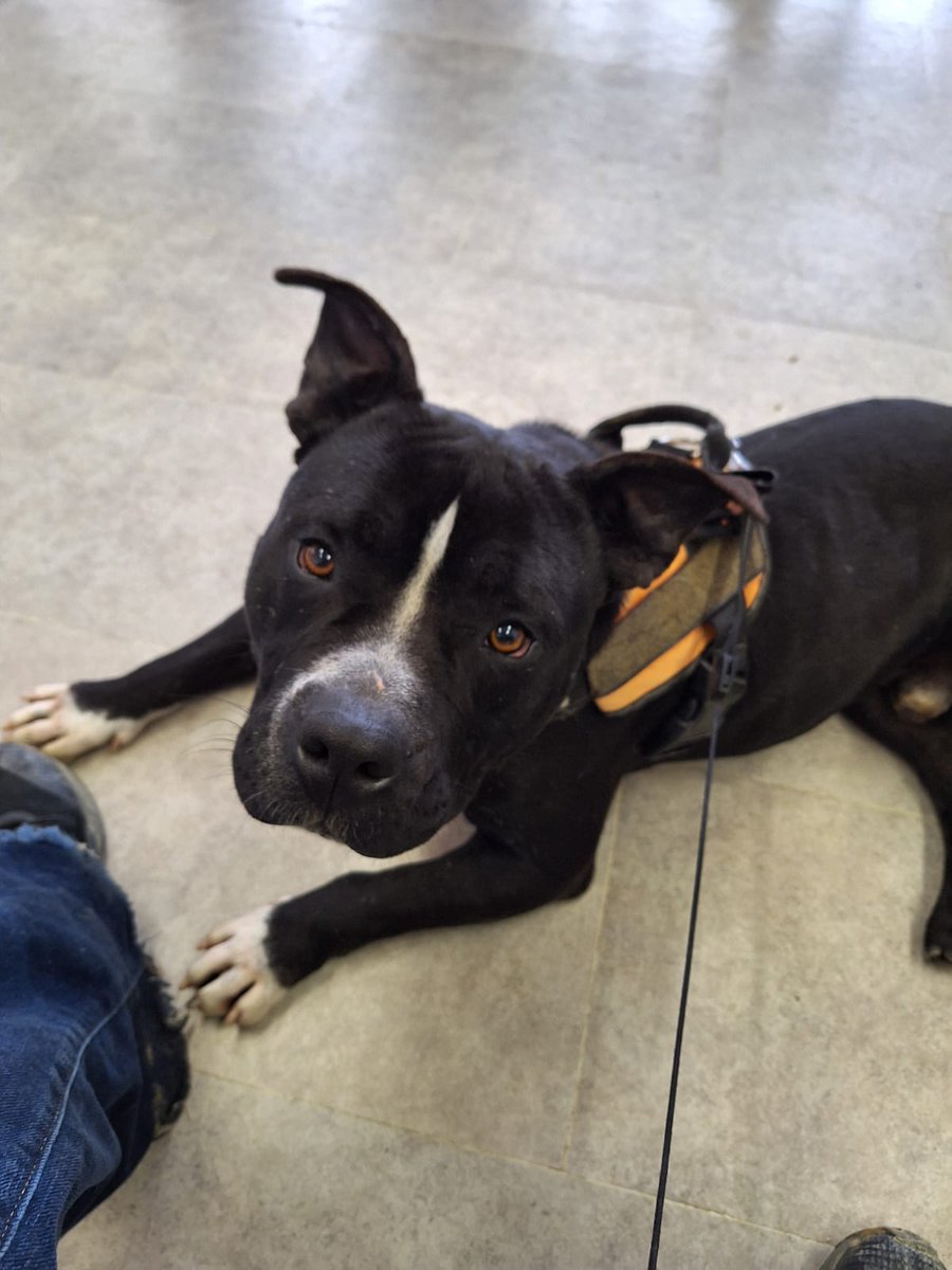 Se que ya apenas publico cosas, se que apenas sabéis de mi pero solo quiero deciros una cosa por encima de todo: estoy bien.

Aprovechando que voy a postear esto os voy a presentar a Copito (de carbón) que es el nuevo integrante de la familia. Solo quería compartir esto.. 🥰