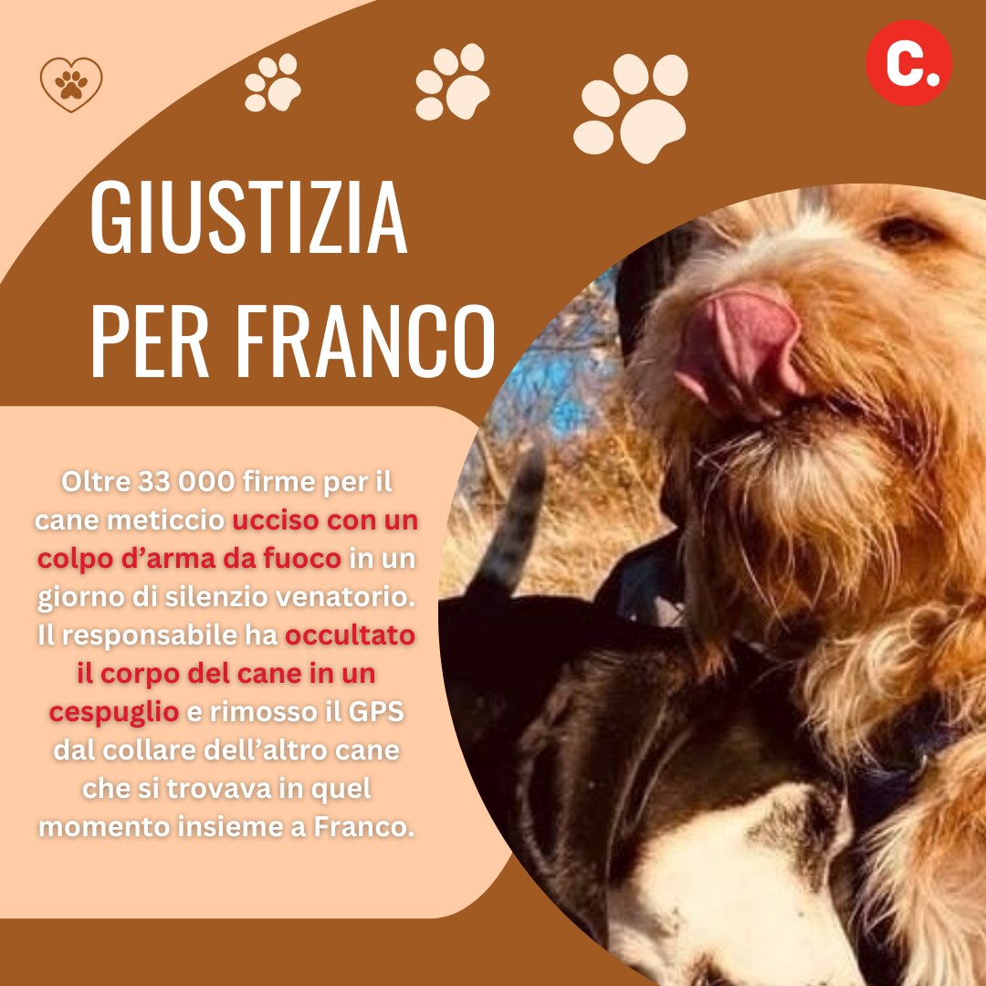 Ha superato le 33 mila firme la petizione per chiedere giustizia per Franco, il cane  ucciso con una fucilata in un giorno di silenzio venatorio.

 Firma per chiedere modifiche alle regole della caccia a favore della sicurezza di persone e animali.

👉 Change.org/FrancoUcciso