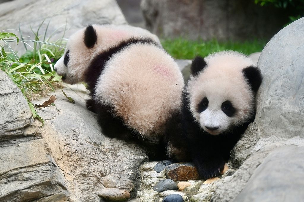 GreenCN2030's tweet photo. Hong Kong's first-ever panda twins have made their public debut at Ocean Park! 🐼🐼💕 Fans lined up for hours to catch a glimpse of the adorable six-month-old siblings, nicknamed "little brother" and "elder sister." 

Born to pandas Ying Ying and Le Le, the cubs have quickly stolen hearts. Visitors cheered as the playful duo explored their new home. Want to name them? 📝 The SAR is hosting a naming competition until March 7! 

#GreenChina #PandaTwins #OceanParkHK #PandaLove