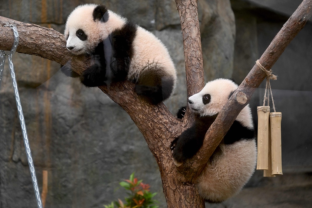 GreenCN2030's tweet photo. Hong Kong's first-ever panda twins have made their public debut at Ocean Park! 🐼🐼💕 Fans lined up for hours to catch a glimpse of the adorable six-month-old siblings, nicknamed "little brother" and "elder sister." 

Born to pandas Ying Ying and Le Le, the cubs have quickly stolen hearts. Visitors cheered as the playful duo explored their new home. Want to name them? 📝 The SAR is hosting a naming competition until March 7! 

#GreenChina #PandaTwins #OceanParkHK #PandaLove