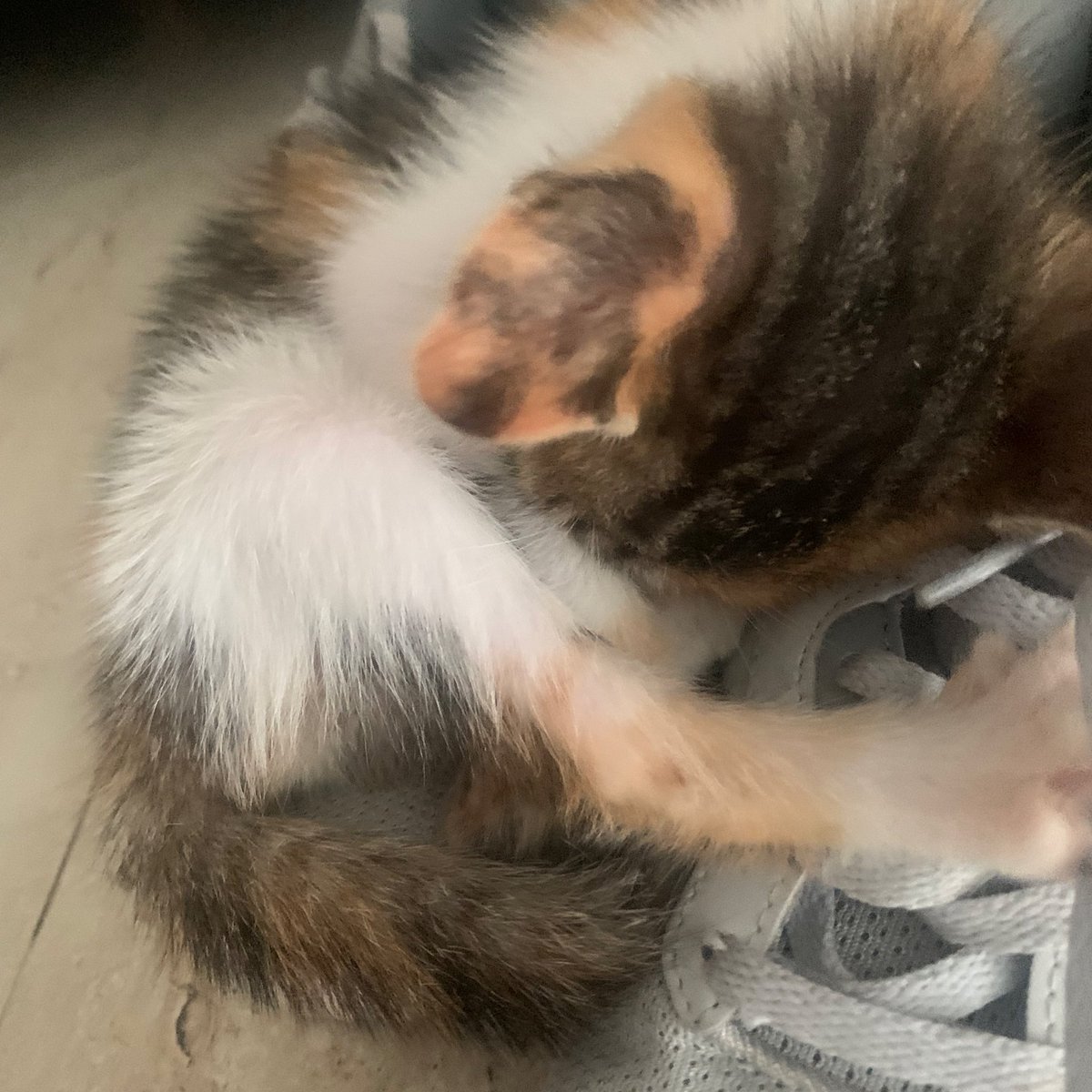 She’s now sleeping … still on my shoes … alright, little adorable baby …