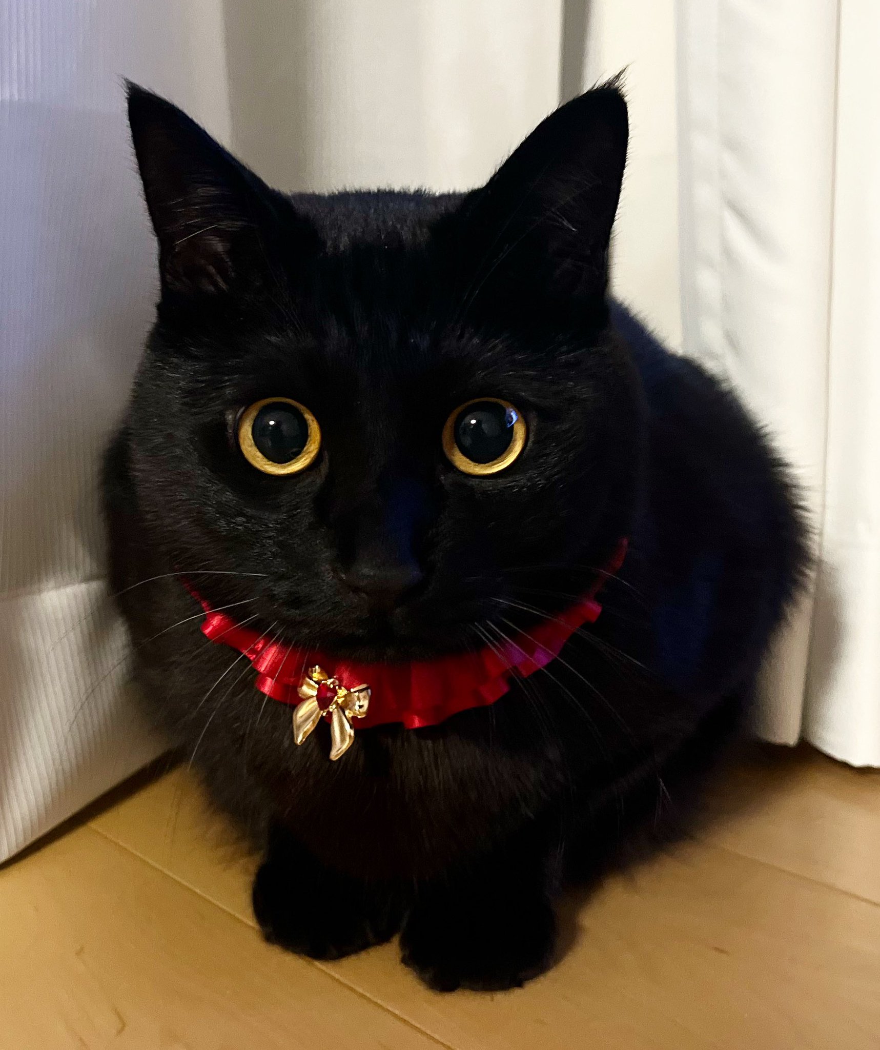 シナダ SHINADA ぬいぐるみ もちねこ クロ(XL) MONE-0880B
