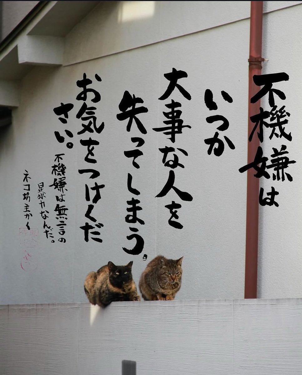yabumoto610's tweet photo. ネコさんから人間さんへ今日の一言 https://t.co/Ny3Bk0W2TH