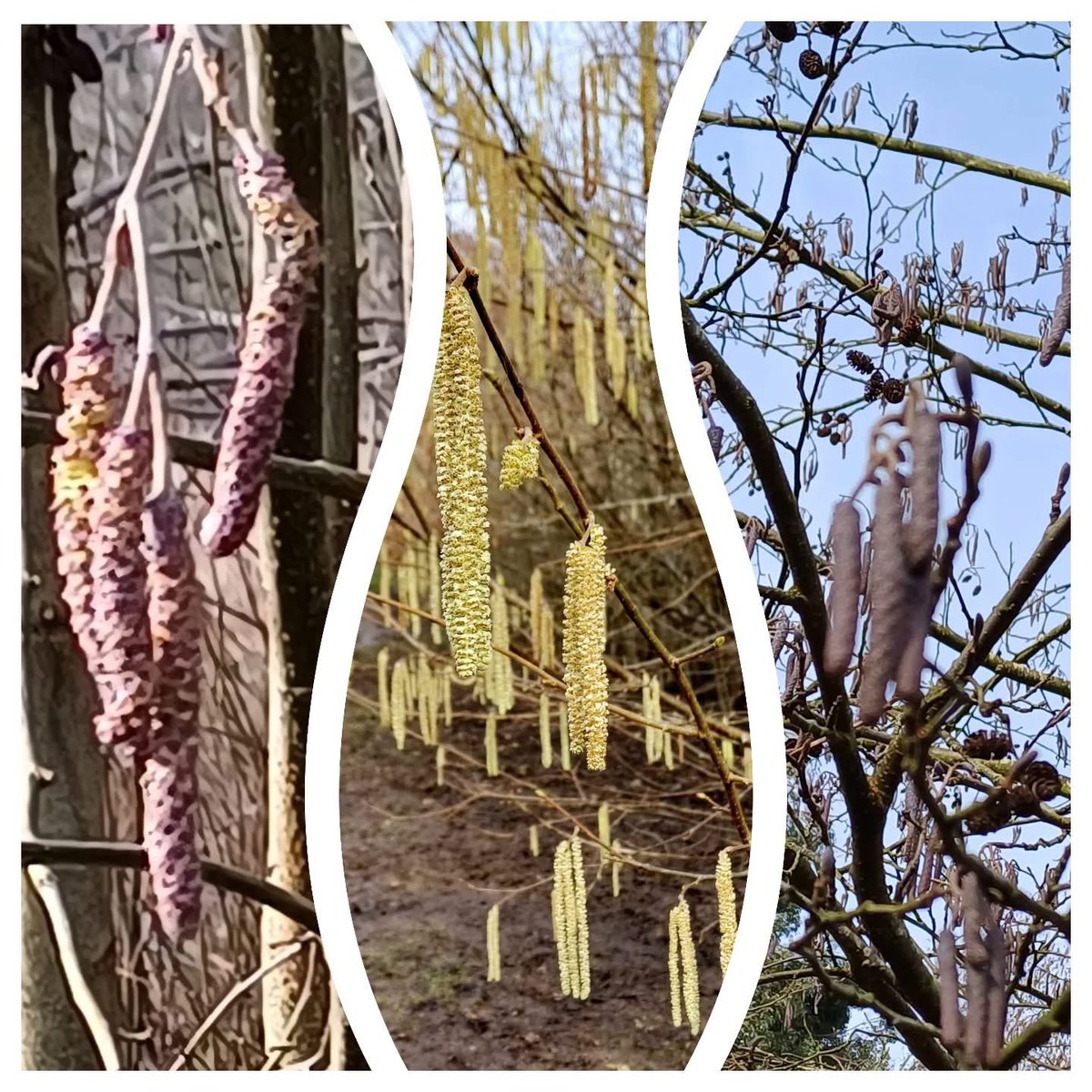 If you're looking for a little winter colour we have green, pink and purple catkins. The green ones are Hazel and the other two are Alder.