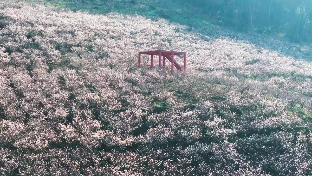 Amazing_Yunnan's tweet image. Spring is here, and with it comes the romance of cherry blossoms! Recently, over 10,000 acres of cherry trees in Wuding County, Yunnan, have begun to bloom. 

#YunnanSpring #CherryBlossoms #WudingCounty #NatureInBloom #SpringRomance #FlowerSeason