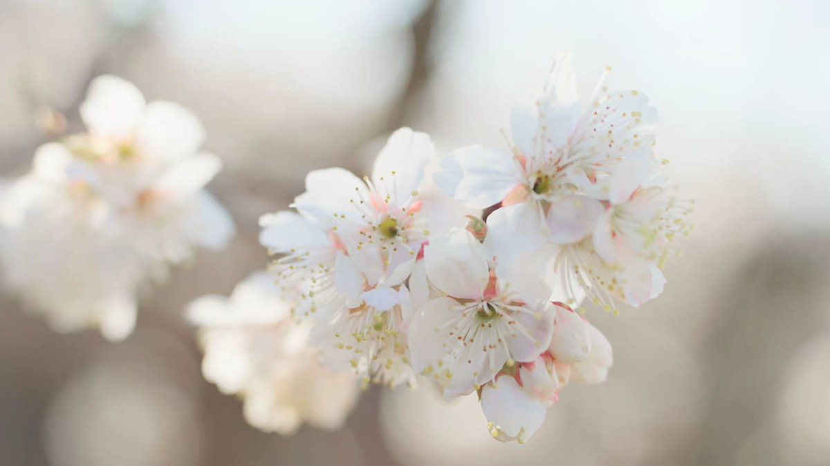 Amazing_Yunnan's tweet image. Spring is here, and with it comes the romance of cherry blossoms! Recently, over 10,000 acres of cherry trees in Wuding County, Yunnan, have begun to bloom. 

#YunnanSpring #CherryBlossoms #WudingCounty #NatureInBloom #SpringRomance #FlowerSeason
